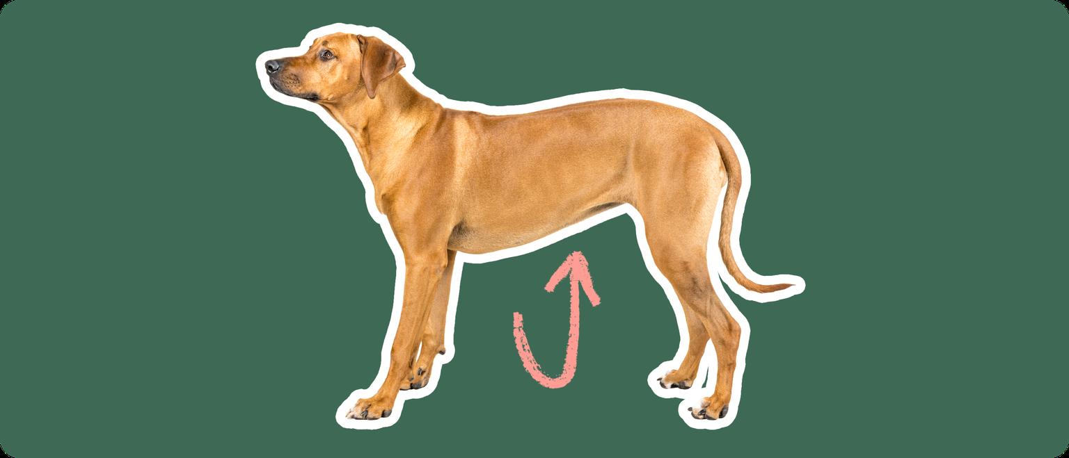 Image of a brown Rhodesian Ridgeback with a pink arrow drawn to its stomach