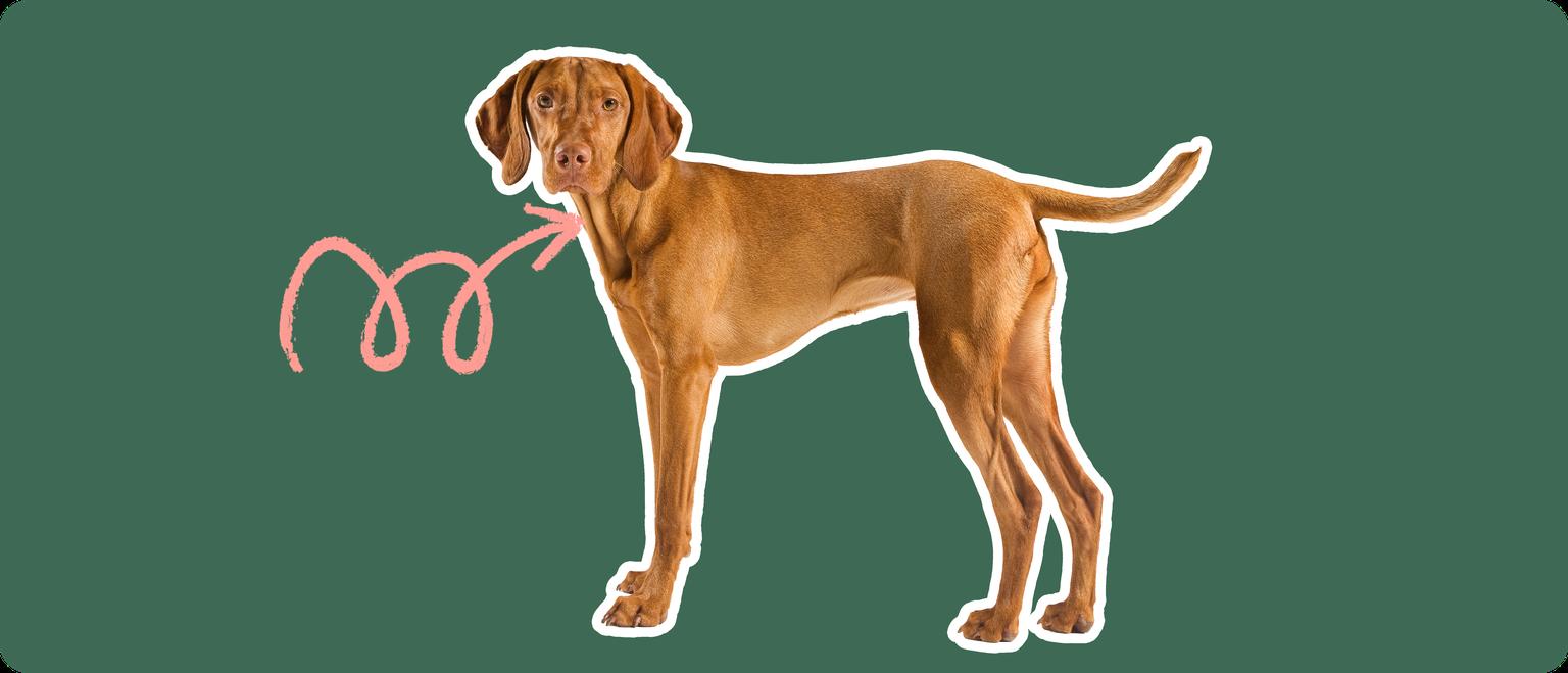 Image of a brown Vizsla with a pink arrow drawn to its thyroid