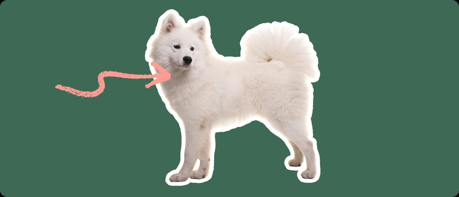 Image of a white Samoyed with a pink arrow drawn to its neck