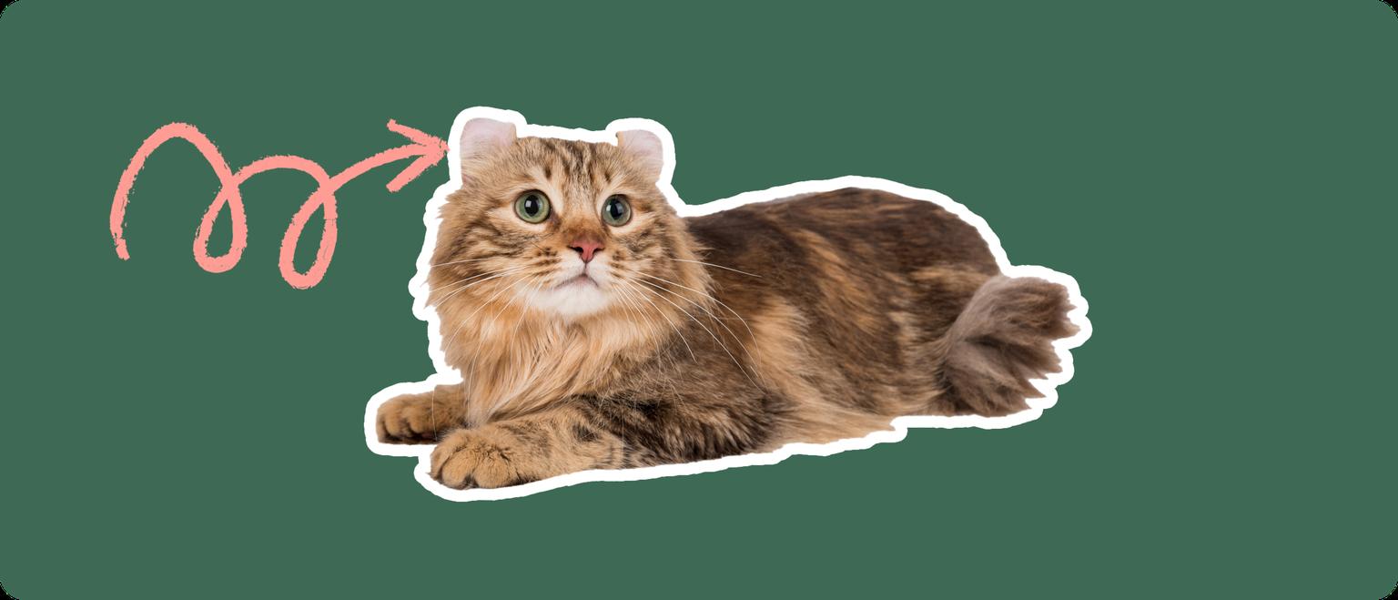 A brown American Curl cat cut out with a white outline, with a pink arrow pointing to it's ear, on a solid green background
