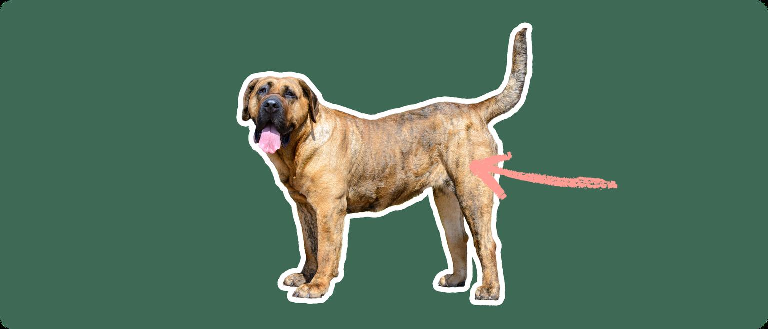 Presa Canario with a pink arrow drawn to its hip