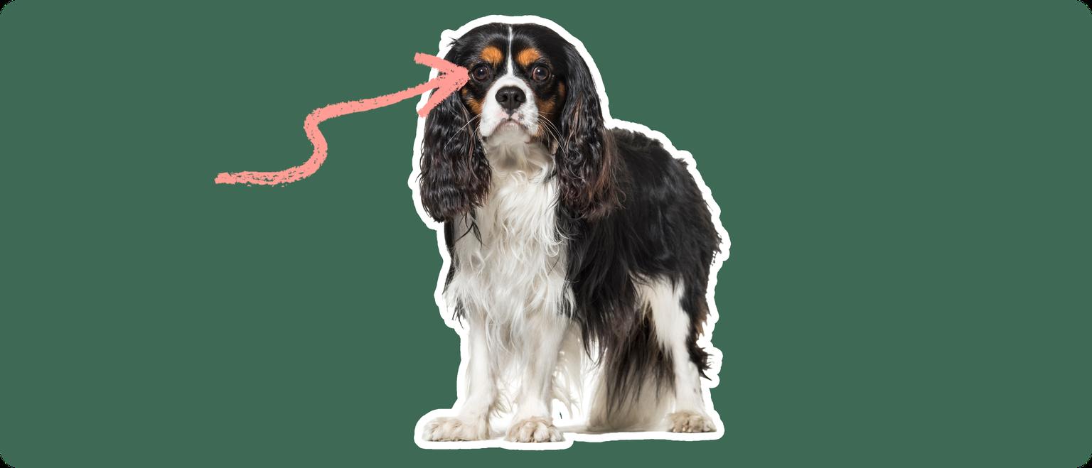 Image of a black-and-brown cavalier king charles spaniel with a pink arrow drawn to its eye