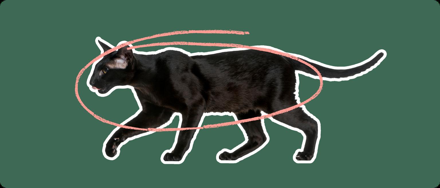 A black Oriental Shorthair cat on a green background with a pink circle around it's body