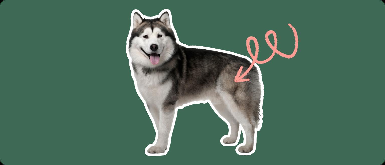 A sturdy Alaskan Malamute standing alert, with a pink arrow circling around and pointing to its hip area, against a dark green background, suggesting a focus on hip dysplasia.