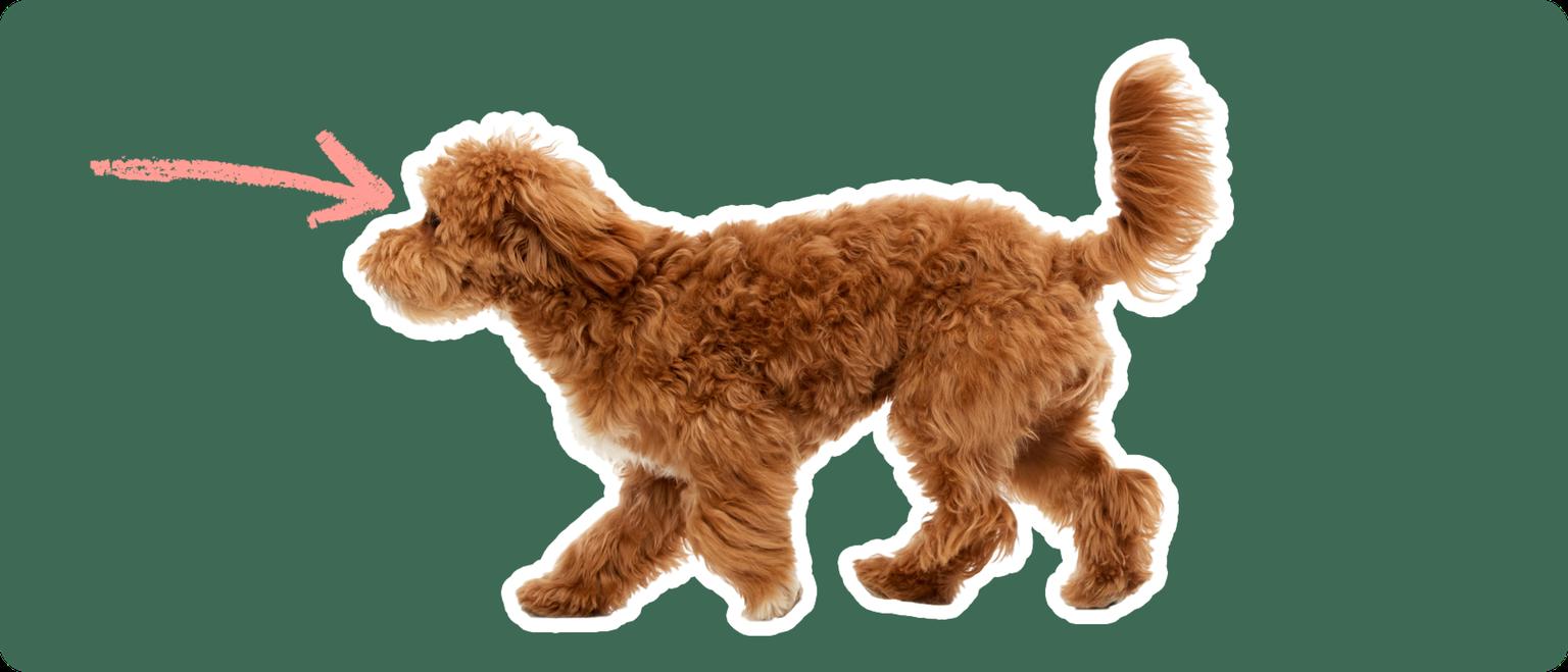 Maltipoo