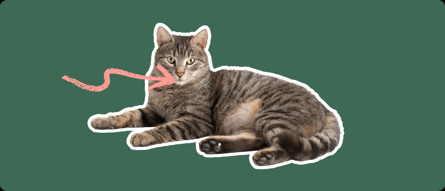 Domestic shorthair cat laying down cut out with a white stroke, on a green background, with a pink arrow pointing to it's mouth