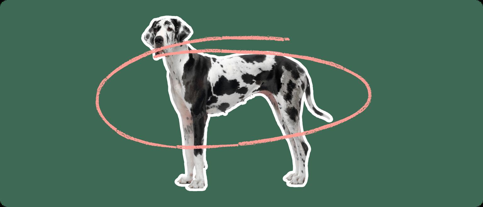 Great Dane