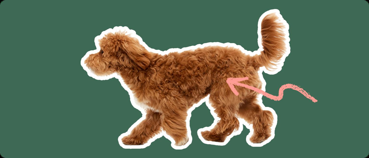 Maltipoo