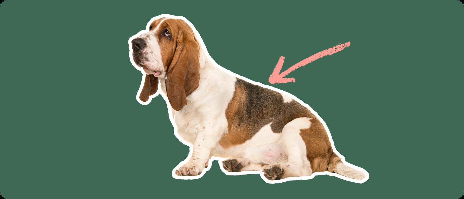 A Basset Hound dog cut out with a white outline on a green background with a pink arrow pointing to its back