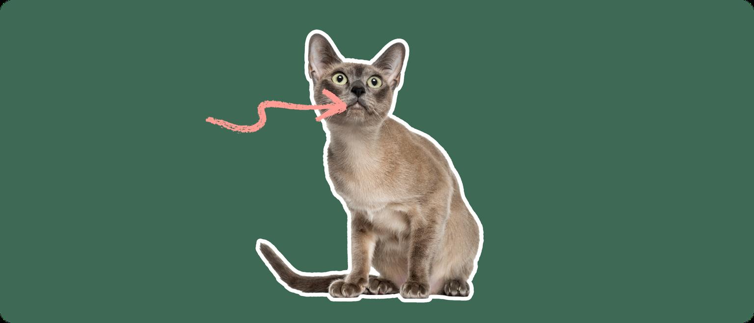 A Tonkinese cat cut out with a white outline, with a pink arrow pointing to it's mouth, on a solid green background