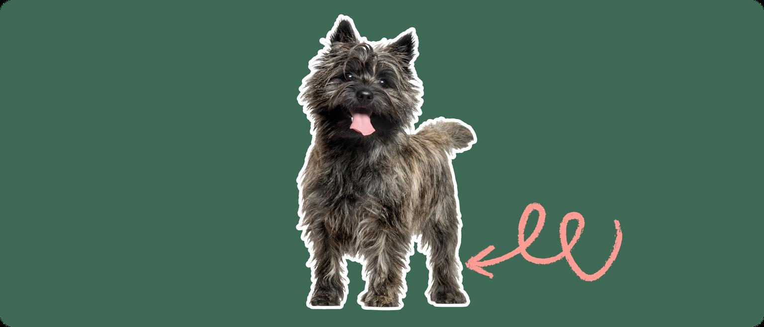 A black Cairn Terrier standing, cut out with a white outline, with a pink arrow pointing to it's back leg, on a solid green background