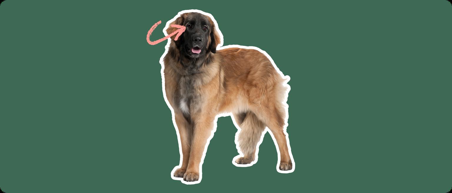 Leonberger dog with a pink arrow drawn to its eye