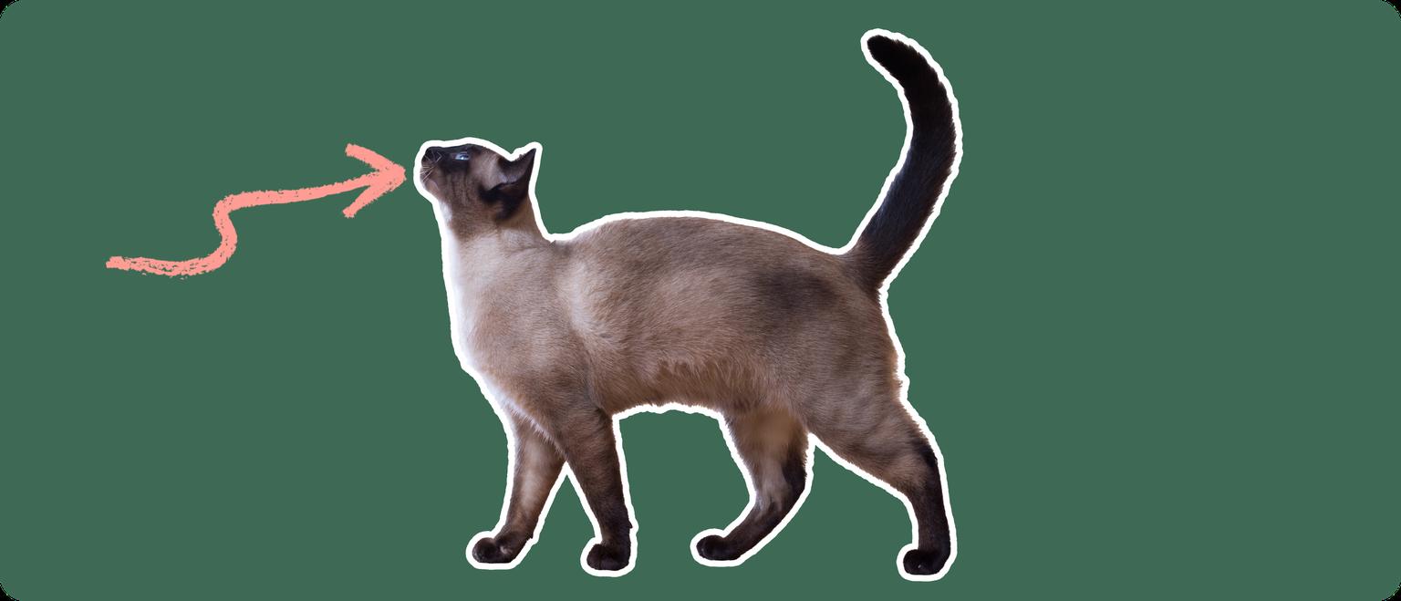 Siamese