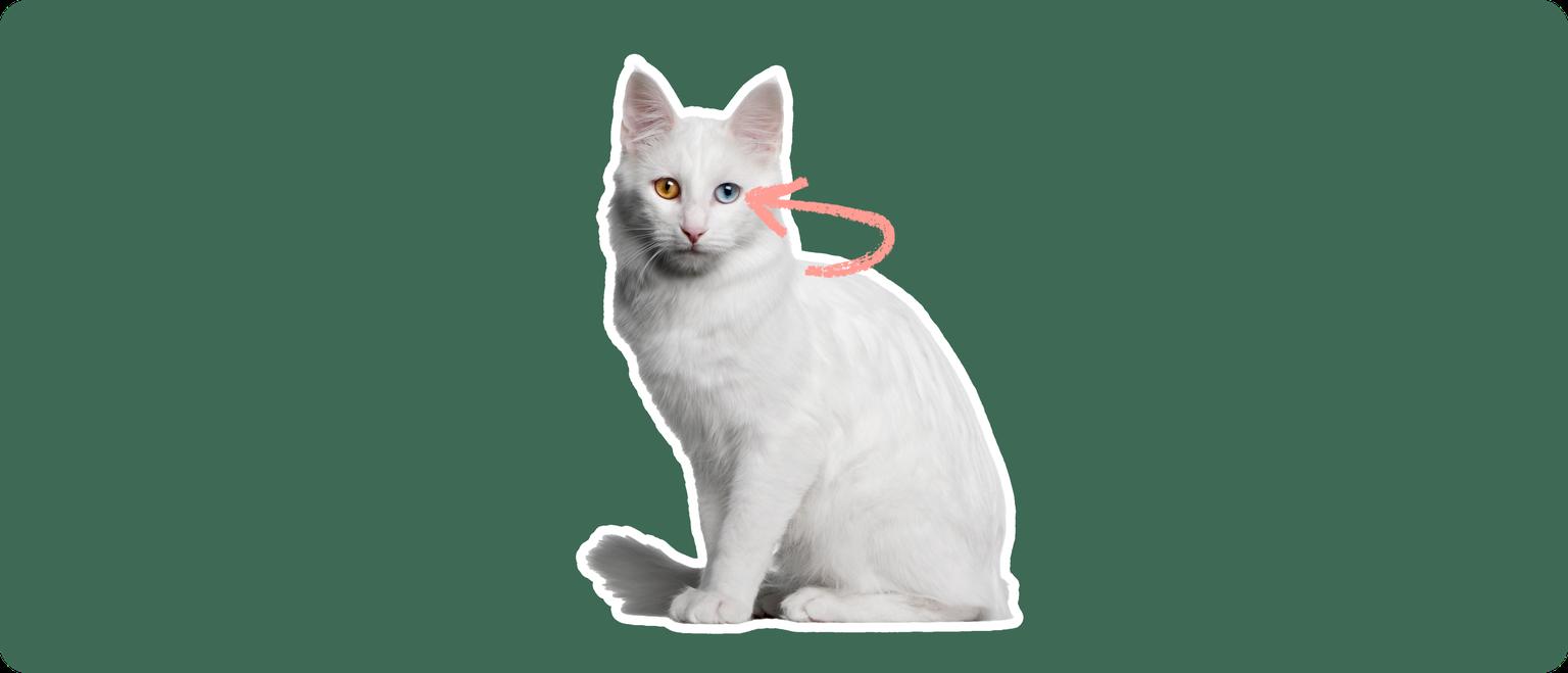 A white Turkish Angora cat with one brown eye and one blue eye, cut out with a white outline, with a pink arrow pointing to it's eye, on a solid green background