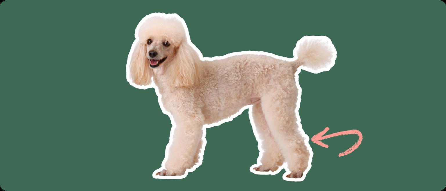 Image of a white Poodle with a pink arrow pointing at its patella