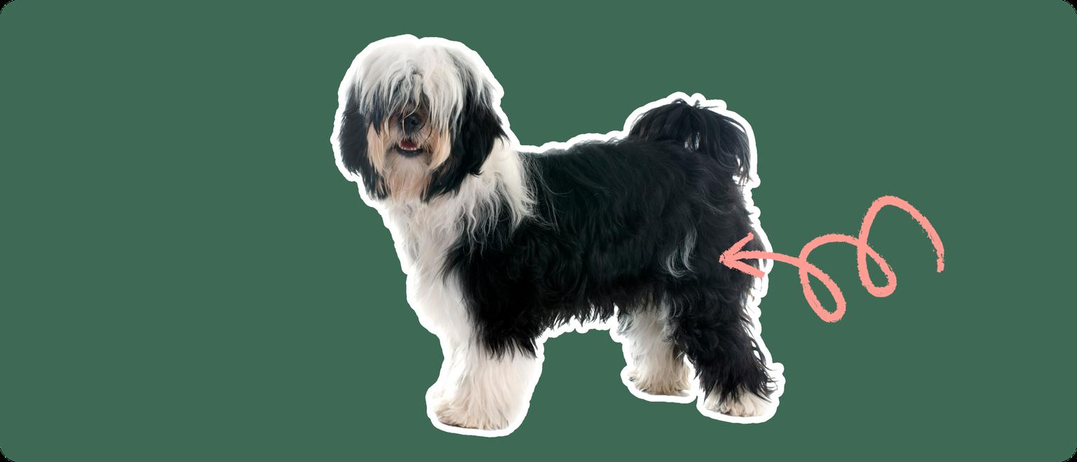 Tibetan Terrier with a pink arrow drawn to its hip