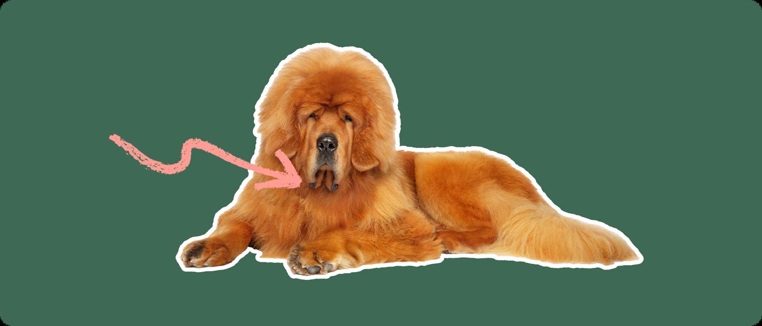 A Tibetan Mastiff cut out with a white outline, with a pink arrow pointing to it's neck, on a solid green background