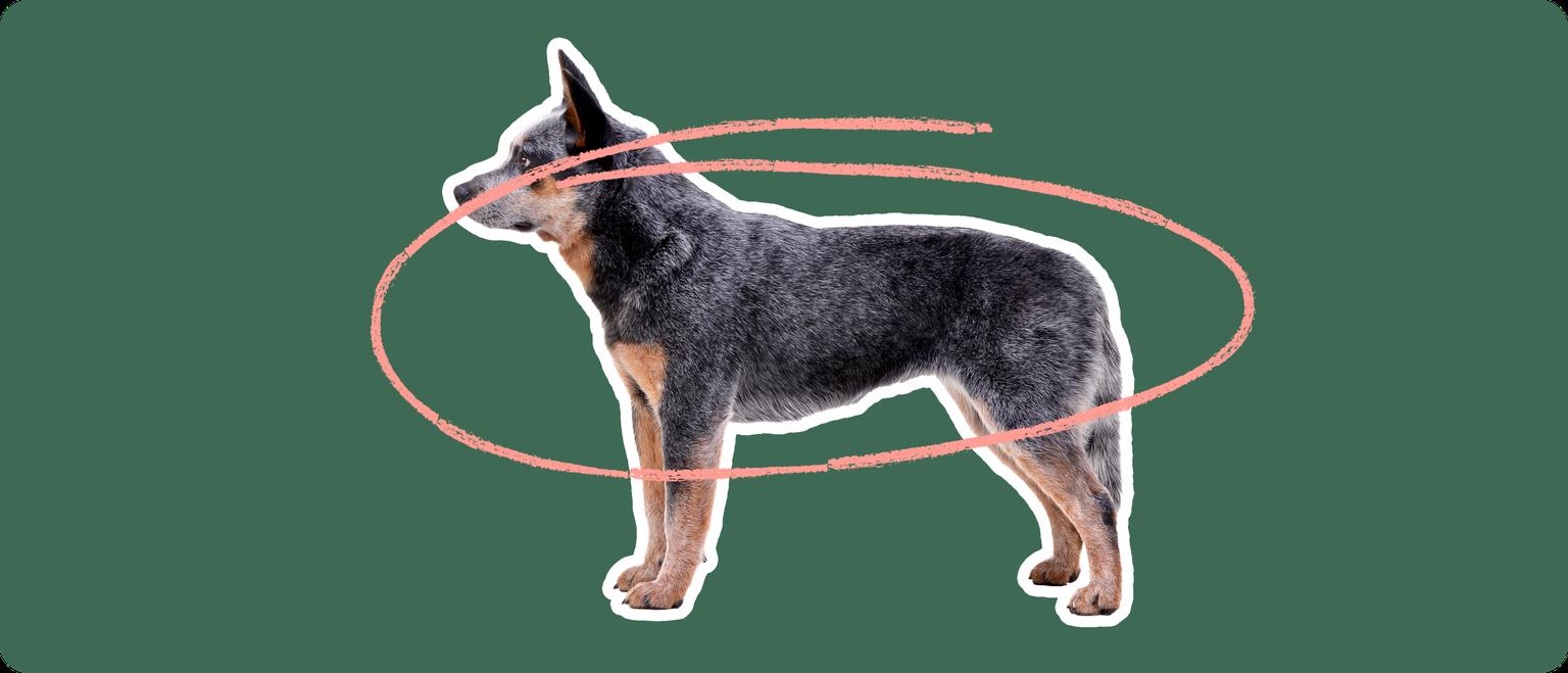 A robust Australian Cattle Dog with a distinctive mottled coat, standing profile. A pink looped line encircles the dog's midsection against a dark green background, indicating a concern for obesity in the breed.