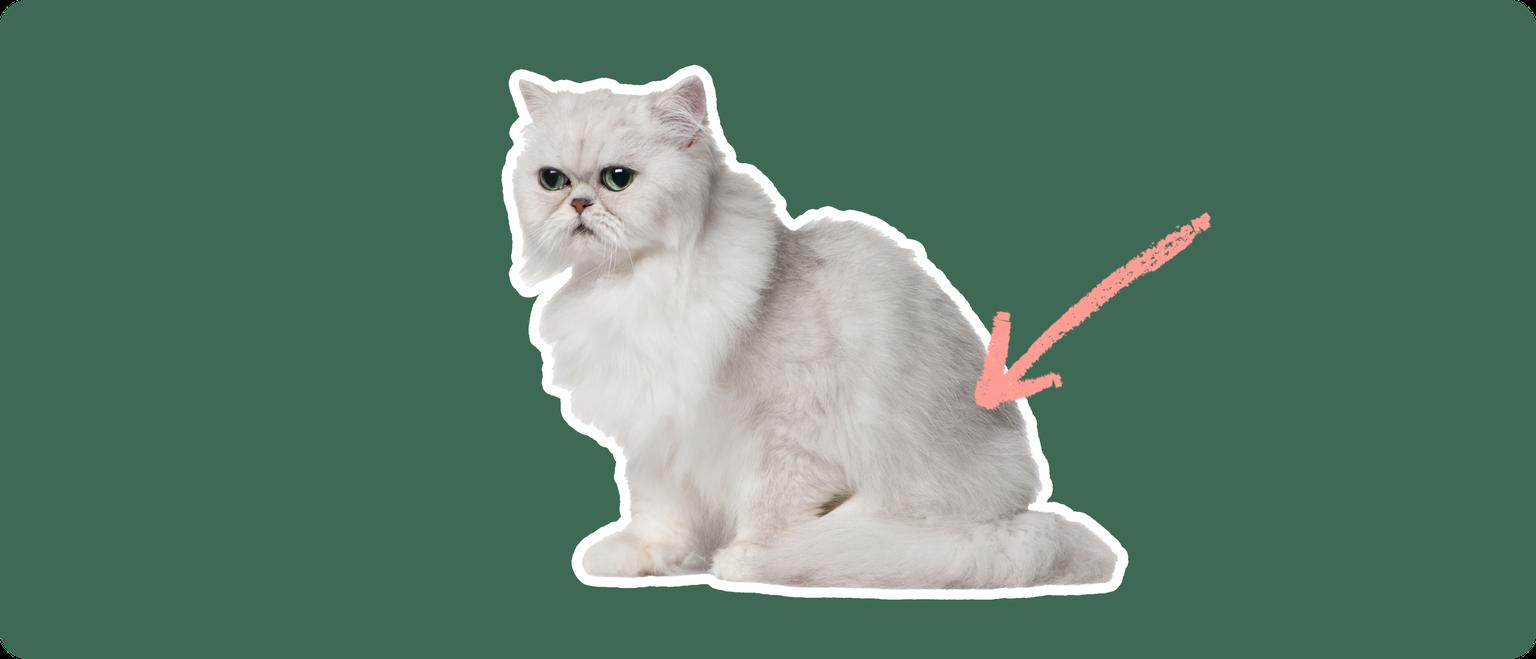 A Chinchilla Persian cat cut out with a white outline, with a pink arrow pointing to it's lower back, on a solid green background