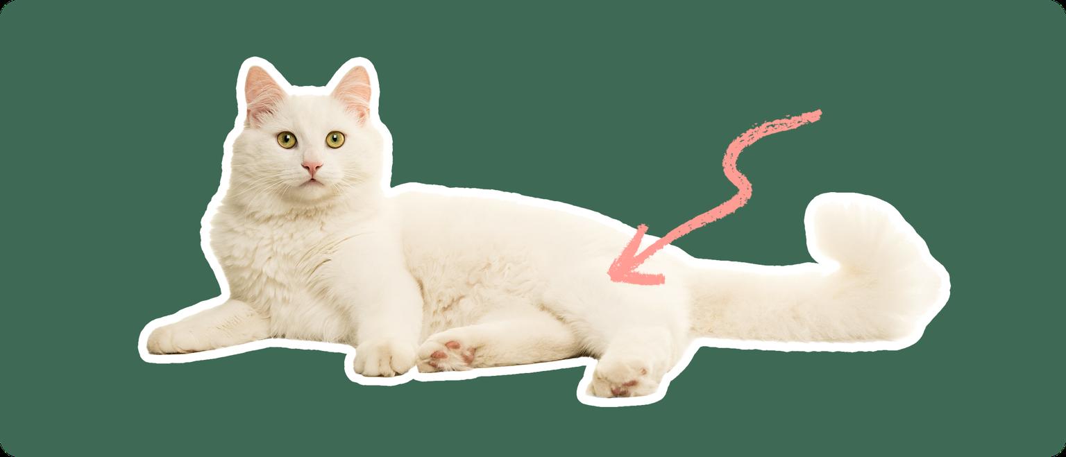 A Himalayan cat cut out with a white outline on a green background with a pink arrow pointing to its back hip