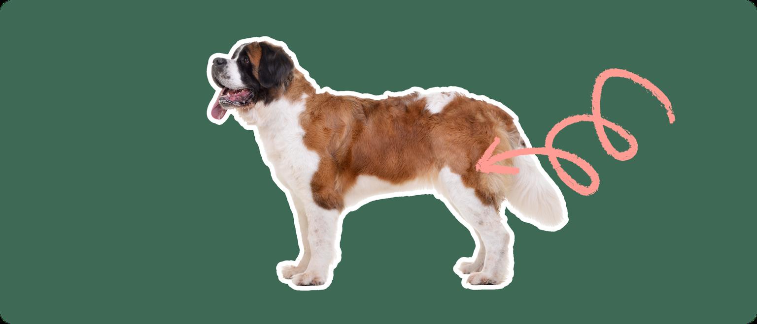 The sideview of a Saint Bernard dog standing, cut out with a white outline, with a pink arrow pointing to it's back hip, on a solid green background
