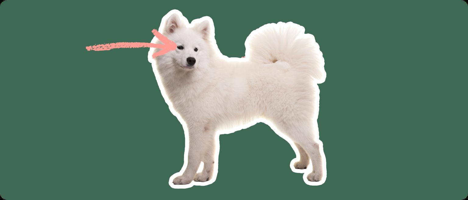 Image of a white Samoyed with a pink arrow pointed to its eye