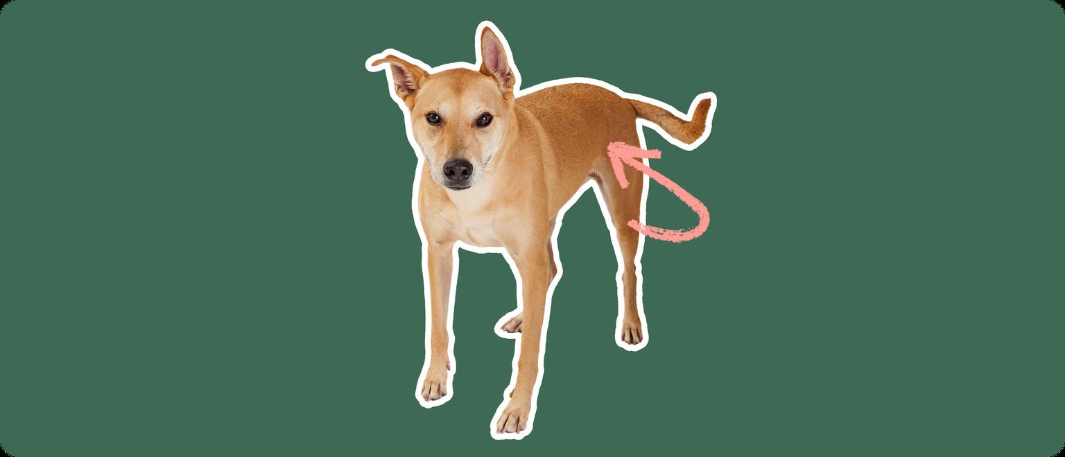 Carolina dog with a pink arrow drawn to its hip