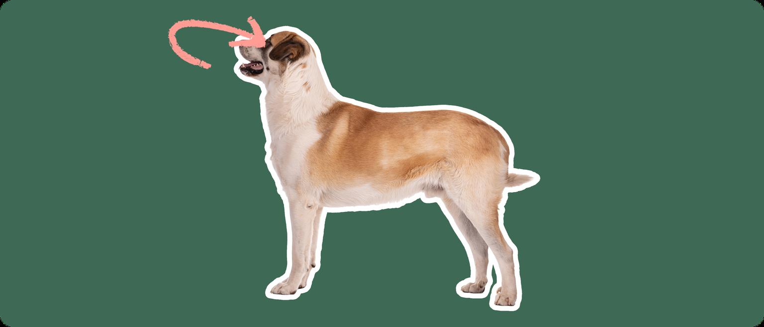 A Great Pyrenees cut out with a white outline, with a pink arrow pointing to it's eye, on a solid green background