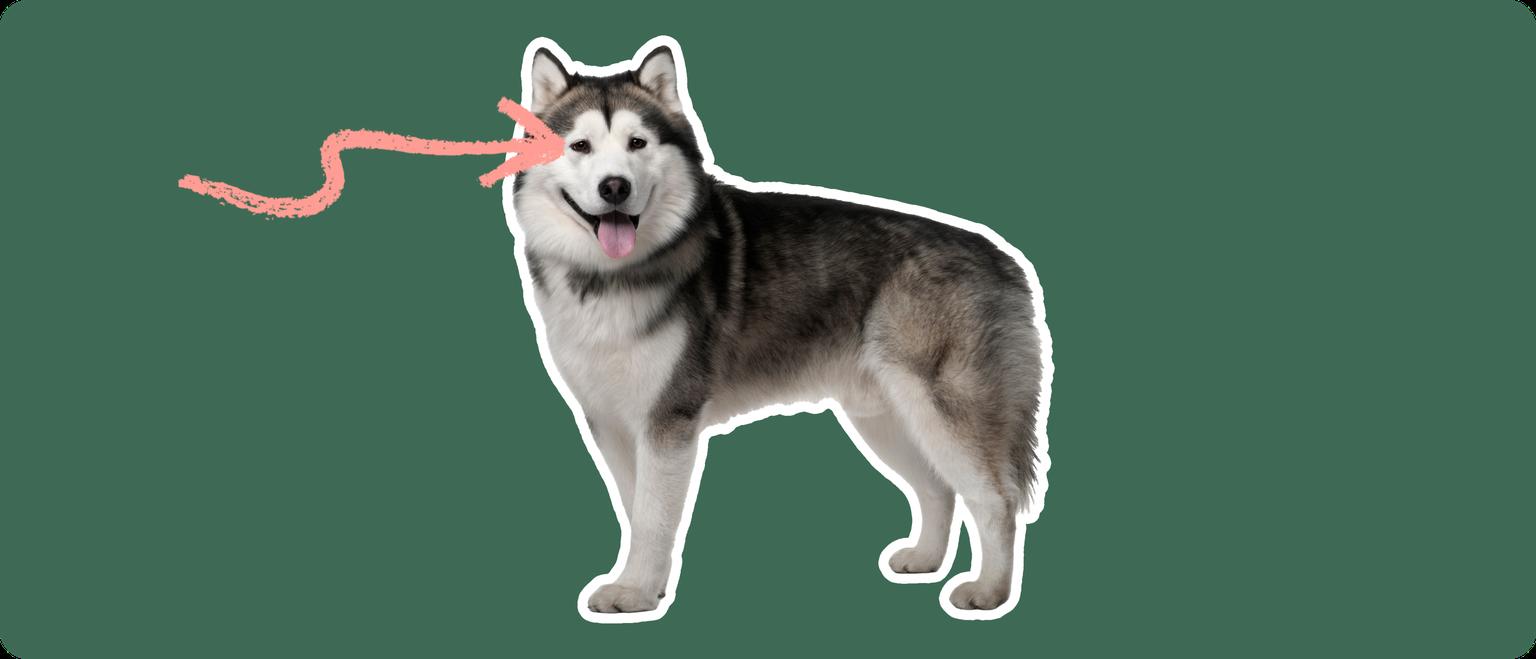 An Alaskan Malamute with a thick black and white coat, tongue out, happily looking forward. A pink squiggly arrow points to its eyes, against a dark green background, highlighting a focus on eye disorders.