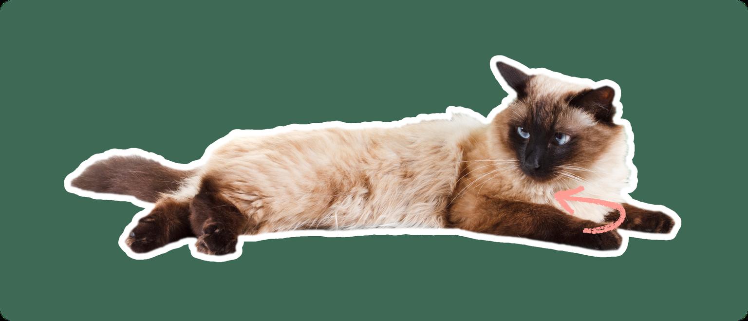 A Balinese cat lying down, cut out with a white outline, with a pink arrow pointing to it's chest, on a solid green background.
