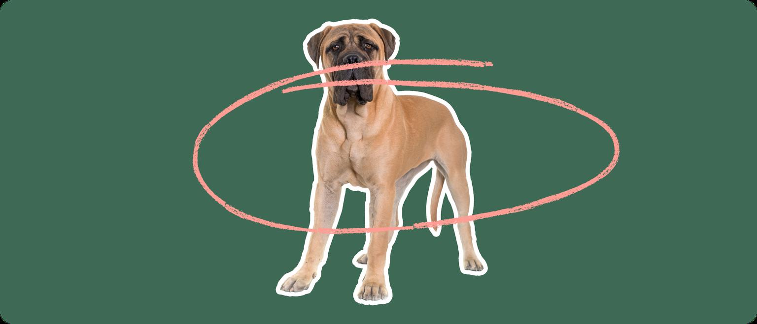 Mastiff with a pink circle drawn around its body
