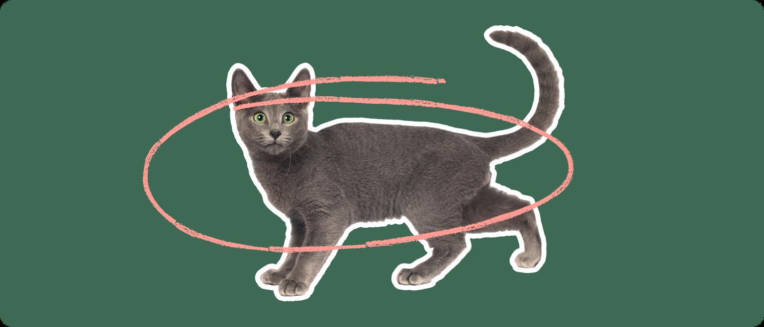 Russian Blue