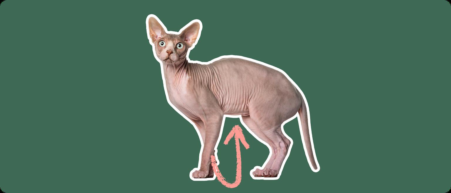 Sphynx cat against a green wall