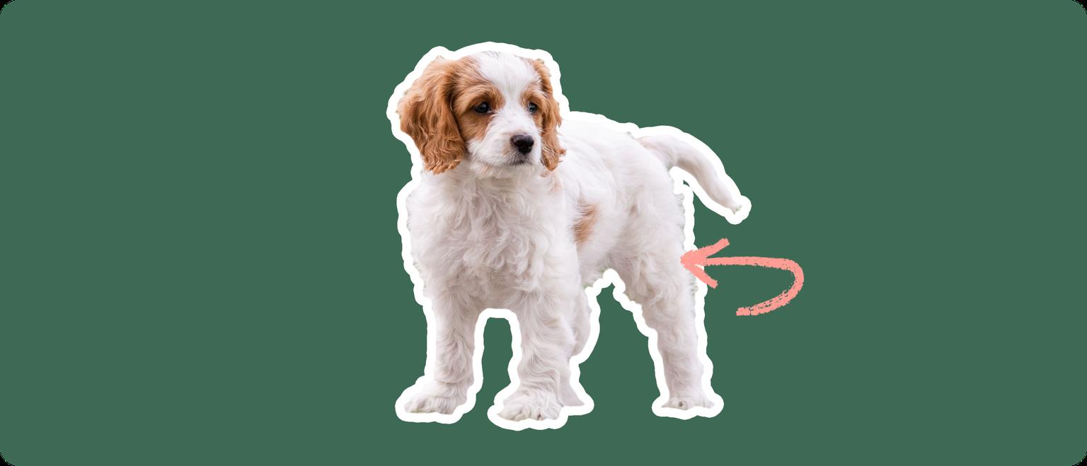 Cavachon puppy
