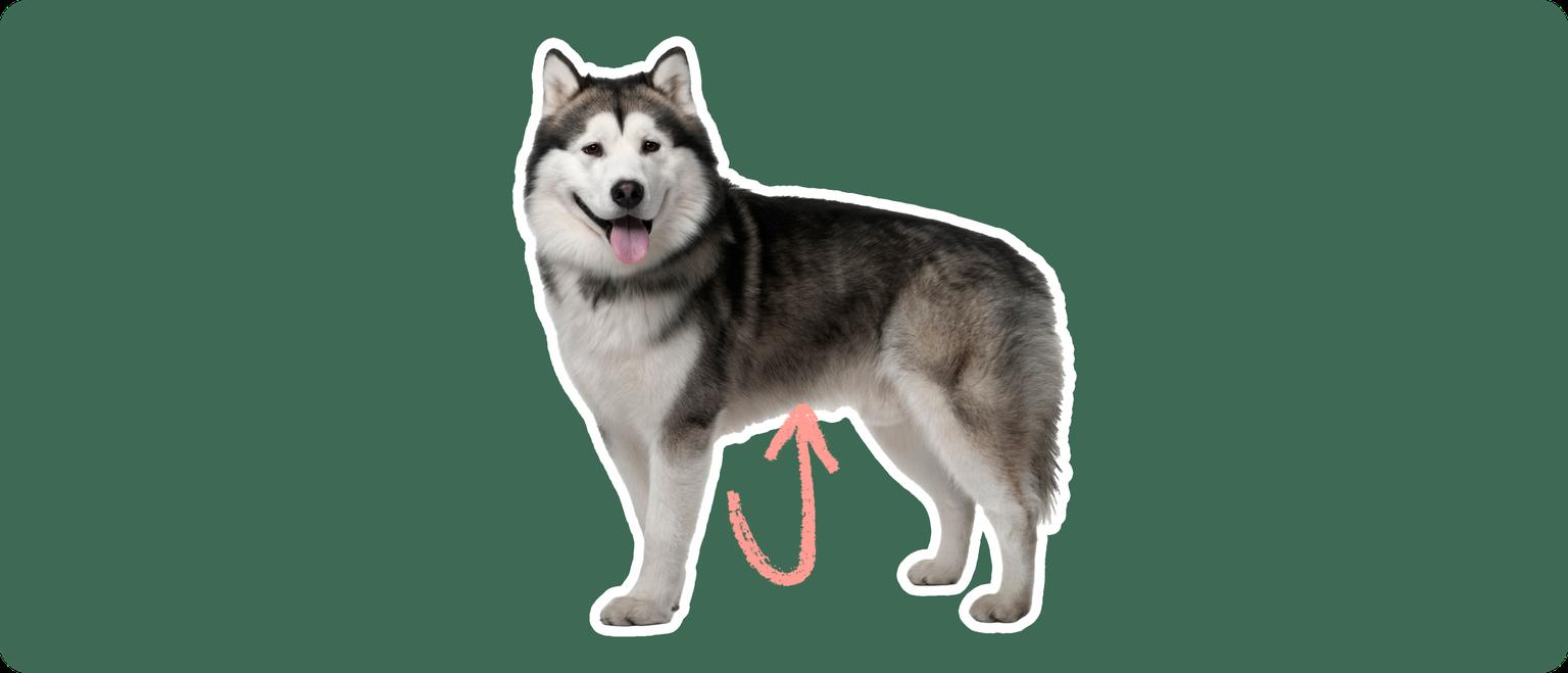 A large Alaskan Malamute with a thick grey and white coat standing alert. A pink arrow curves towards the dog's abdomen, against a dark green background, indicating a focus on bloat.