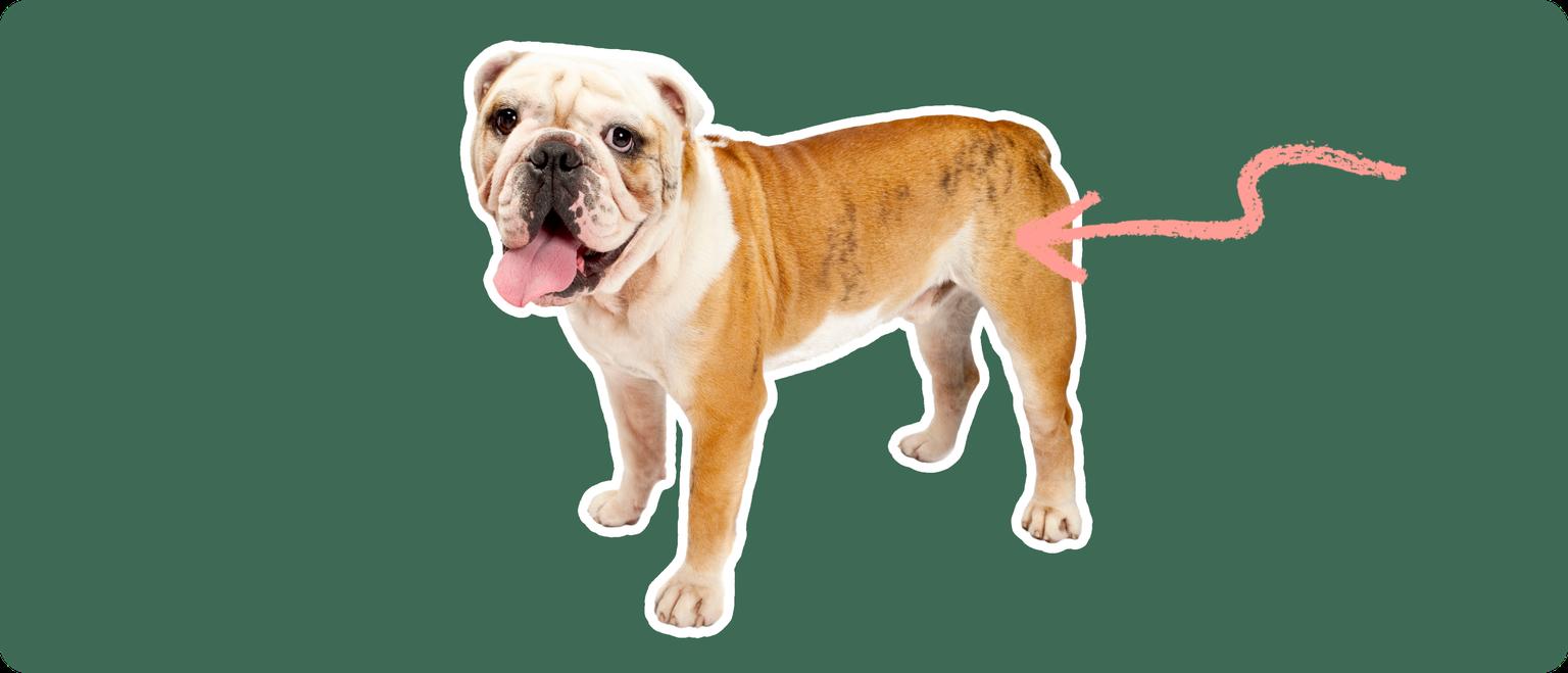 Old English Bulldoge with a pink arrow drawn to its hip