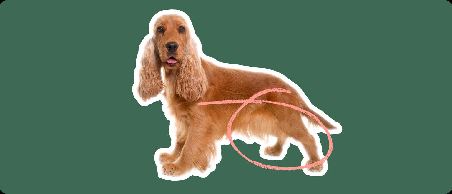 Image of a golden brown Cocker Spaniel with a pink circle drawn over its patella