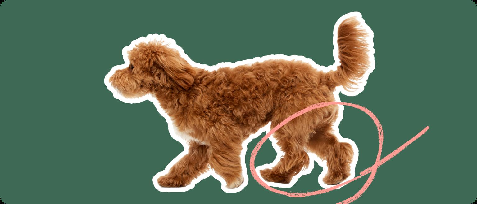 Maltipoo