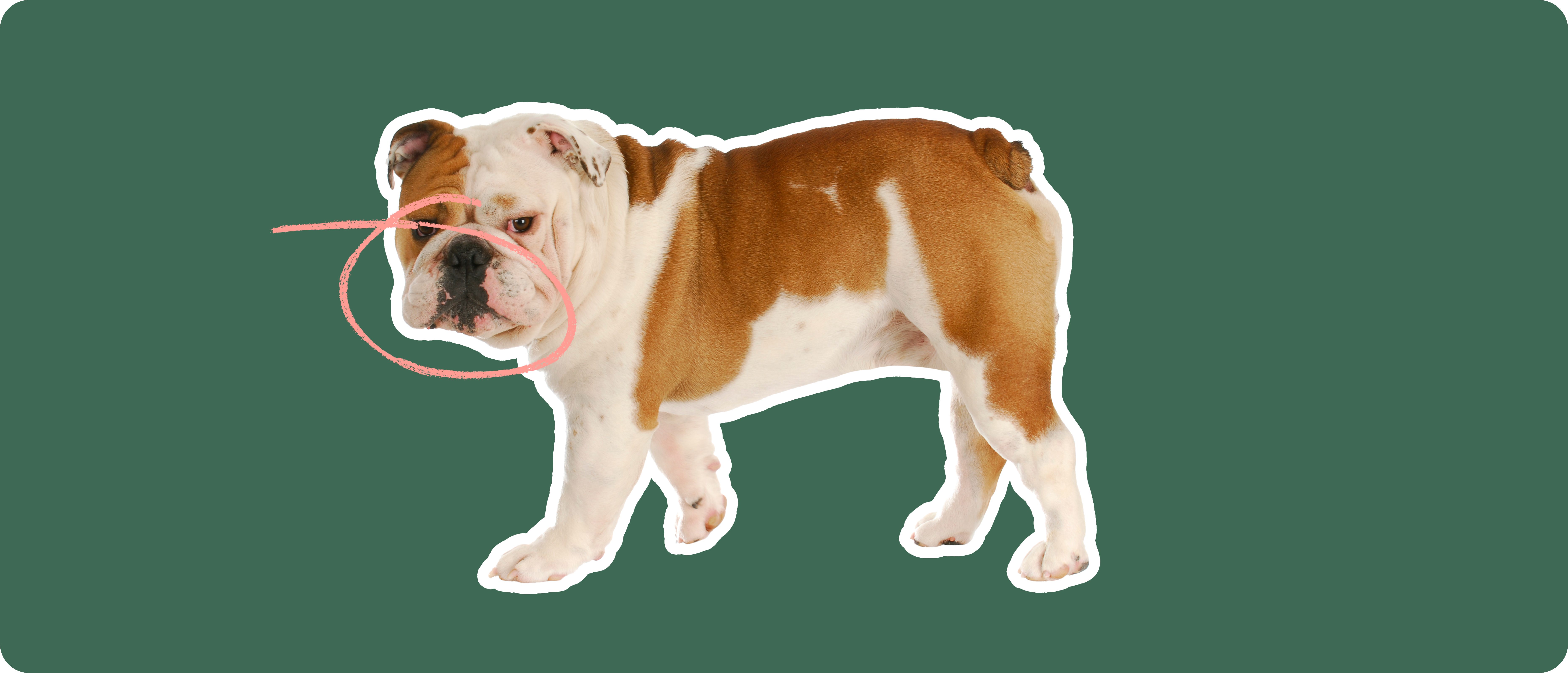 English Bulldog insurance ManyPets