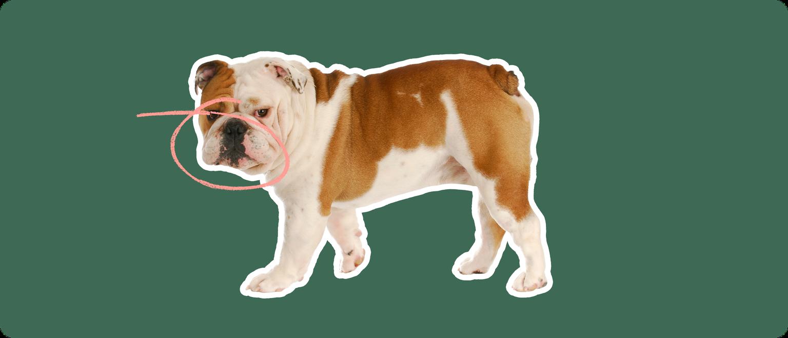 English bulldog