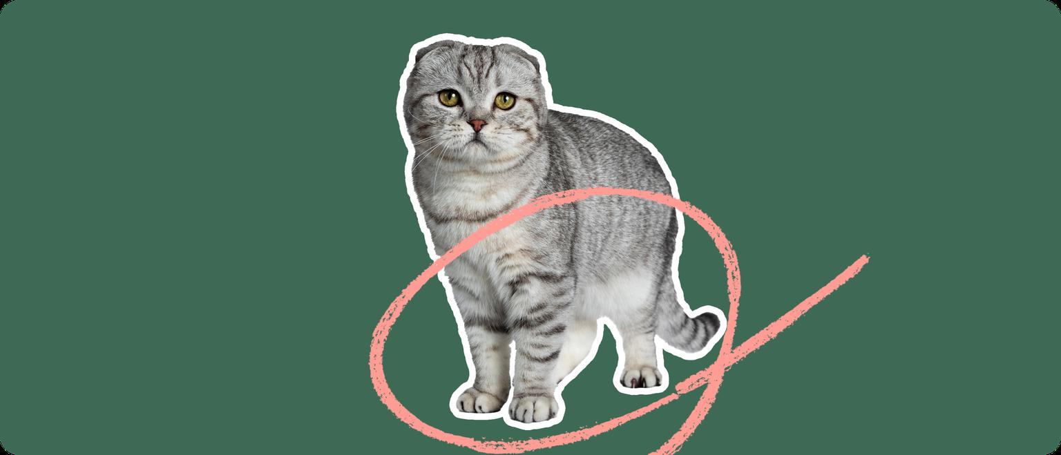 A grey and white scottish fold cat cut out, with a white outline, with a pink circle around its legs and tail, on a solid green background