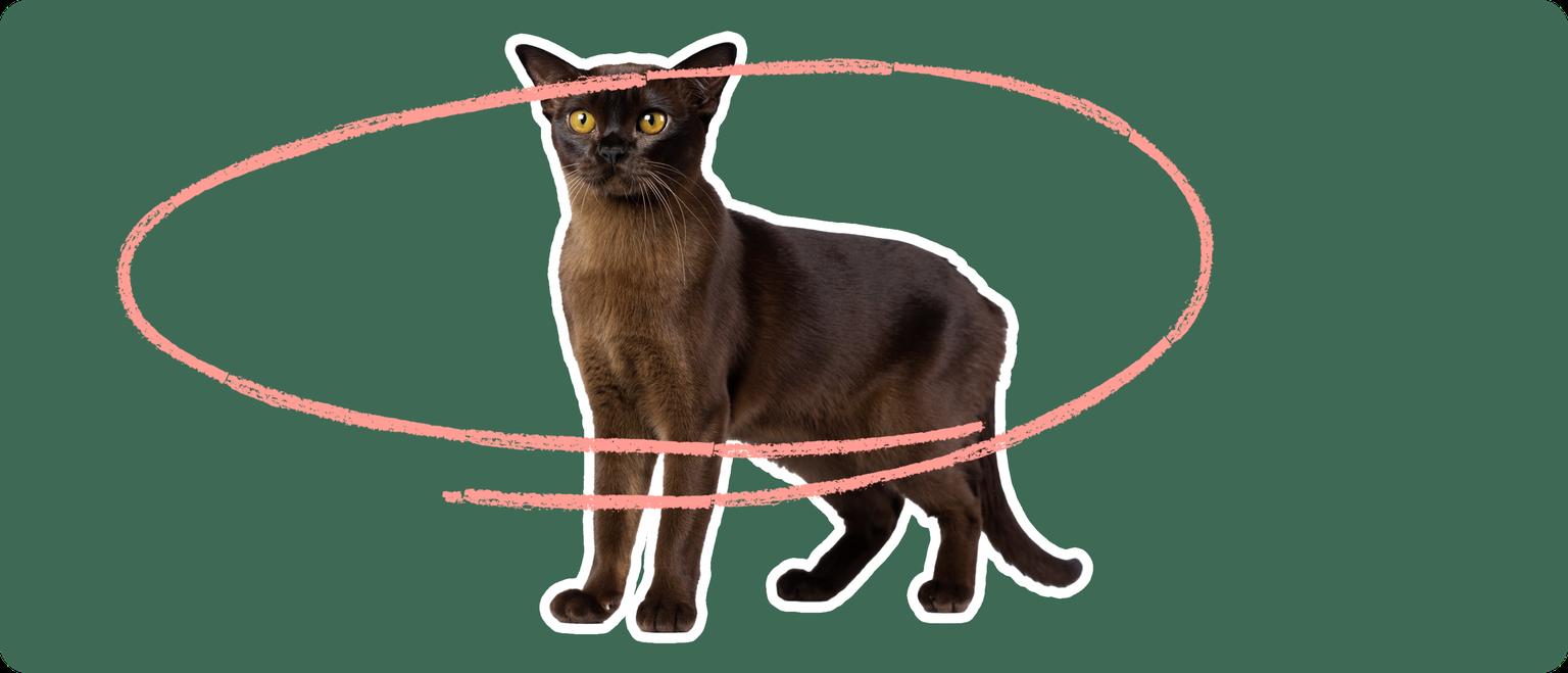 Burmese