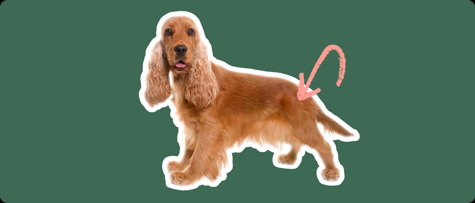 Image of a Cocker Spaniel with a pink arrow pointing at its hip