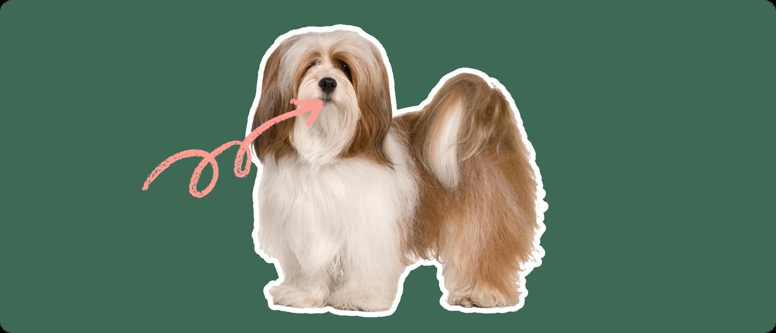 Image of a brown Lhasa Aspo with a pink arrow drawn to its mouth