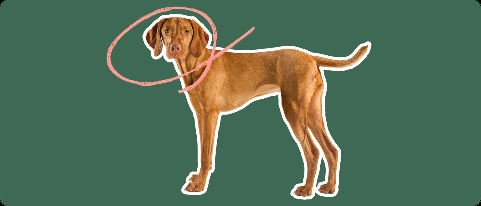 Image of a brown Vizsla with a pink circle drawn around its head