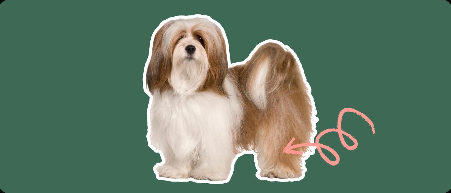 Image of a brown Lhasa Aspo with a pink arrow drawn to its patella