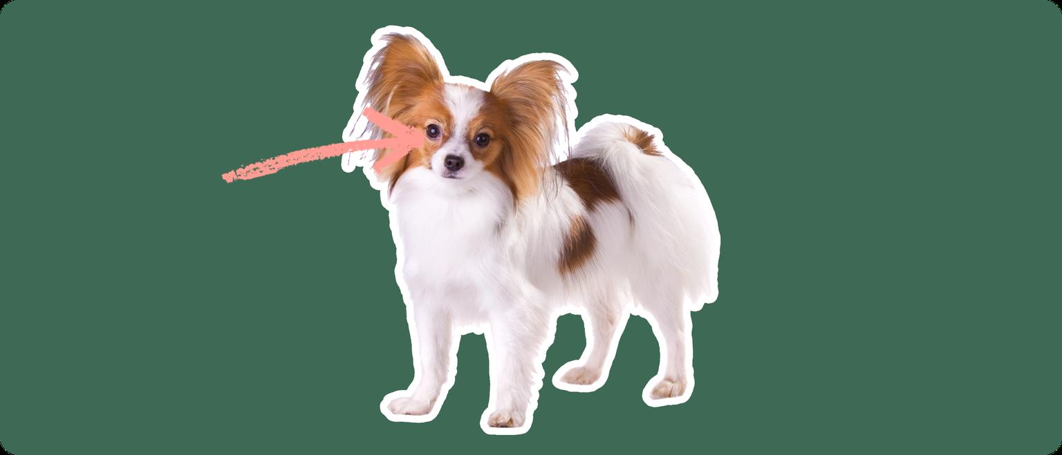 Papillon with a pink arrow drawn to its eye