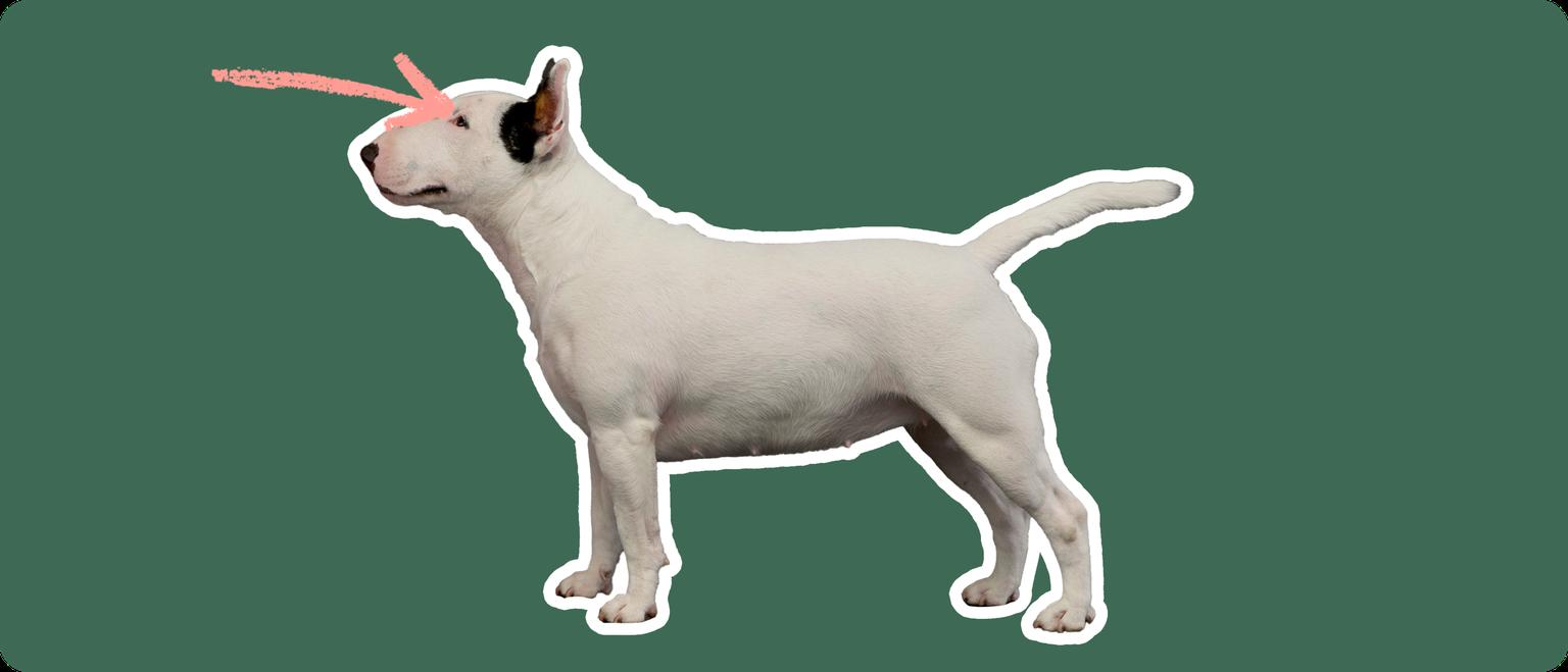 Image of a Bull Terrier with a pink arrow drawn to its eye