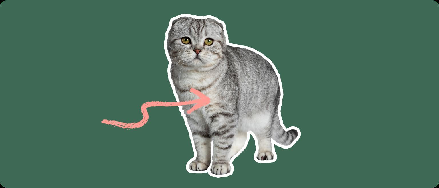 A grey and white scottish fold cat cut out, with a white outline, with a pink arrow pointing to it's chest, on a solid green background