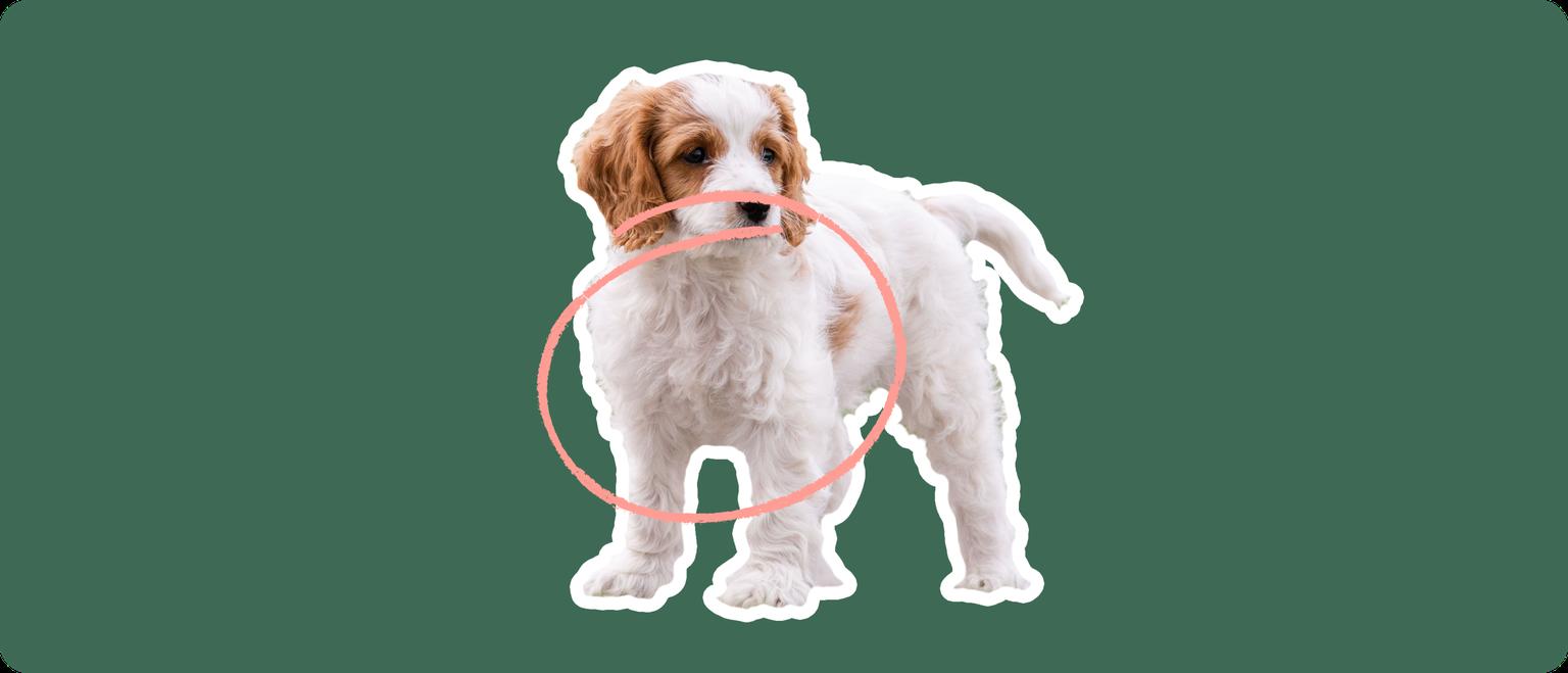 Cavachon puppy